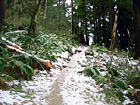 Mt. Peak Icy Trail digital painting