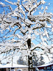 Snow Covered Tree digital painting