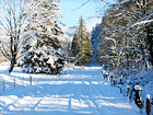 Beautiful Winter Snow Scene digital painting
