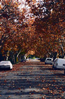 Fall Colors on Trees & Road digital painting