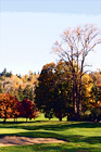 Fall Colors on Golf Course digital painting