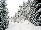 Snowy Trail digital painting