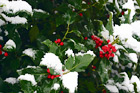 Green Leaf with Snow digital painting