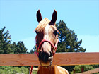 Horse Face Looking over Fence digital painting