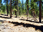 Trees in the Mountains of Lake Tahoe digital painting