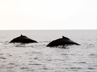 Backs of Whales digital painting