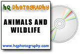 animals & wildlife stock photo cd