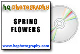 spring flowers stock photo cd