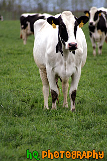 White Cow with Black Spots