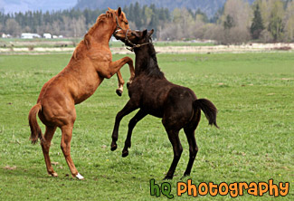 Horses Playing