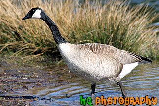 Brown Goose in Lake