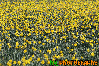 Field of Yellow Daffodils