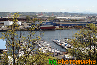 Commencement Bay, Trees, & Boats