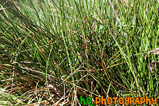 Thick Grass Close Up