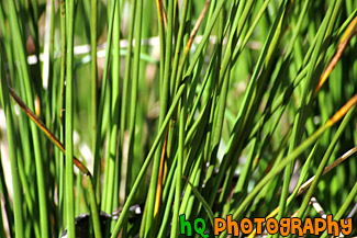 Tall Grass Up Close