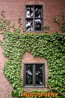 Brick Wall & Ivy at UPS