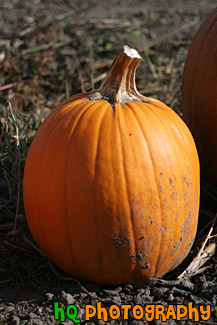 Single Pumpkin