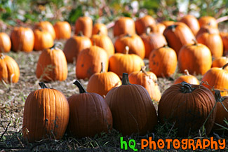 Pumpkin Patch