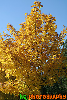 Yellow Tree Changing Color