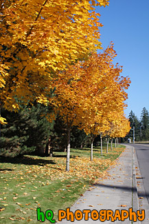 Row of Yellow Trees