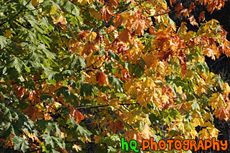 Colorful Leaves Changing Color