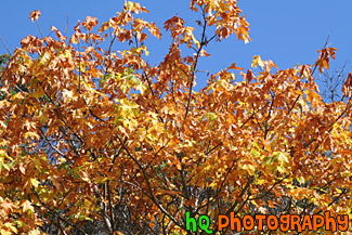 Orange Leaves & Blue Sky