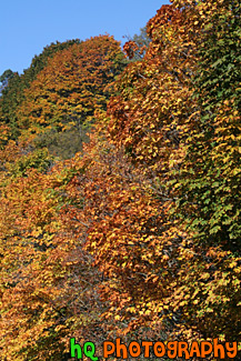 Fall Trees Changing Color