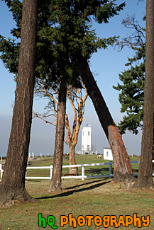 Brown's Point Lighthouse Framed by Trees