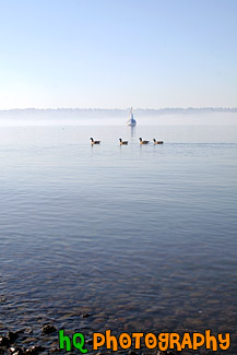 large version