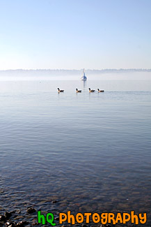 Ducks in Front of Sail Boat