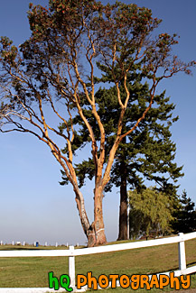 Tree, Blue Sky, & White Fence