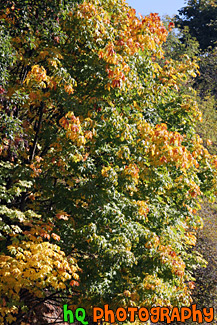 Close Up Tree Changing Color