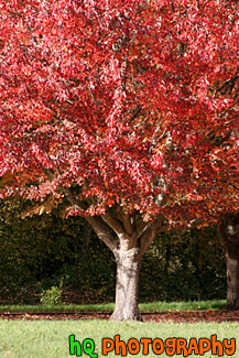 Red Tree Leaves up Close