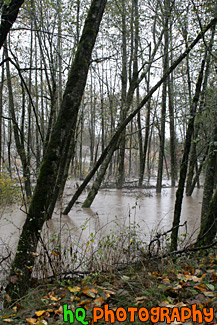 Trees in Flooded River