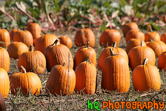 Batch of Pumpkins