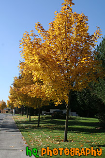 Yellow Leaves on Trees Along Road