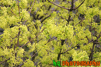 Close Up of a Tree in Bloom