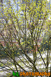 Tree in Blossom With City in Background