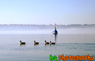 Ducks & Sailboat