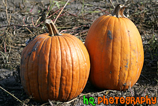 Two Pumpkins up Close