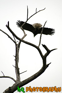 Bald Eagle Flying