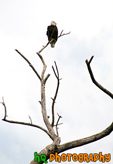 Bald Eagle Sitting on Tree Branch