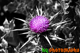 Purple Flower in Black and White