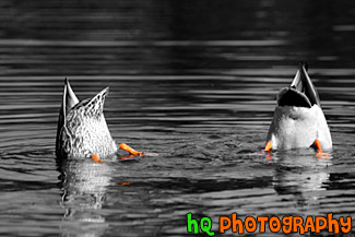 Ducks Feet in Orange