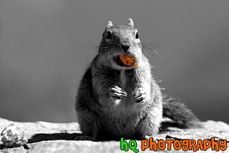 Color Cracker Jack in Squirrel's Mouth