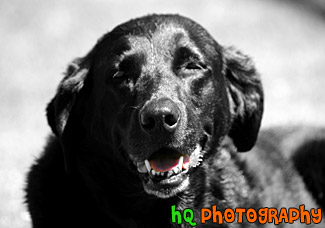 Black Lab Tongue in Color