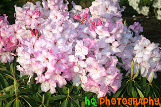 Light Pink Flowers