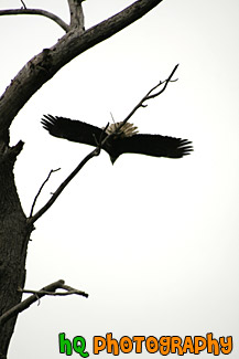 Bald Eagle Flying off a Tree