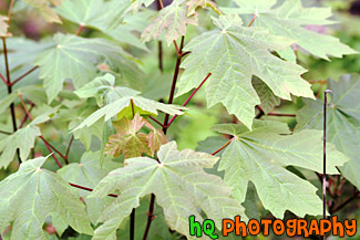 Close Up of Maple  Leaves