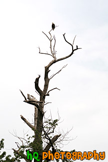 Eagle on Top of Tree